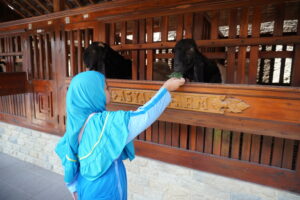 Potret seorang anak sedang memberi makan kambing dengan penuh keberanian